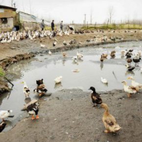پرورش اردک در سطح استخرهای پرورشی ماهی