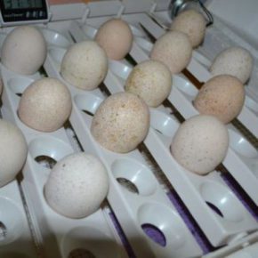خواباندن تخم مرغ در جوجه کشی