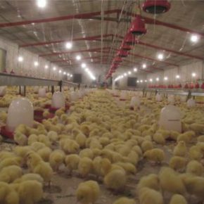 لزوم رعایت بهداشت تخم مرغ در کارخانجات جوجه کشی