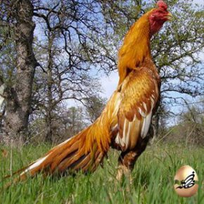 خصوصیات تولیدی مرغان لاری