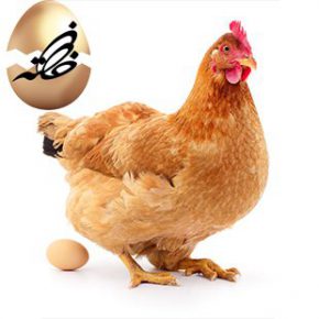 عفونت میکروبی در مرغان تخمگذار چیست ؟