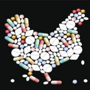 کاهش مصرف آنتی بیوتیک ها در پرورش طیور