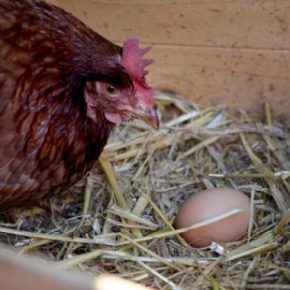 علت قطع تخمگذاری در مرغ چیست ؟