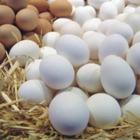 مدت زمان لازم برای تولید تخم مرغ